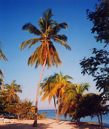 palmtrees