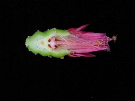 cortenopalea.JPG (9957 bytes)