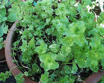 curly mint