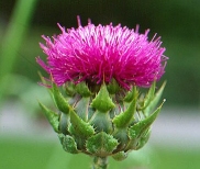 Milk Thistle Flower