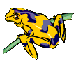 /user/Tree_frog.gif