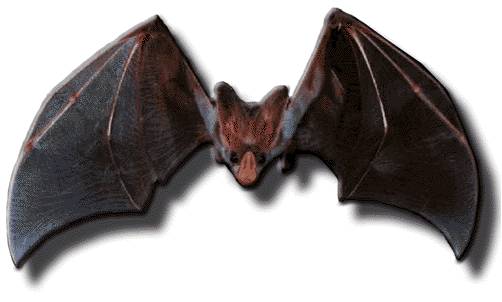 /user/bat1.jpg