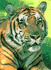 /user/tiger.gif