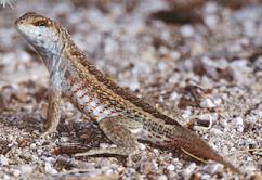 Ameiva spp. -Photo by Eladio Fernndez