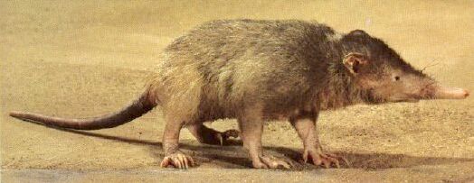 Solenodon paradoxus aparentemente disecado