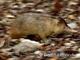 Fleeing Solenodon. Photo from 2005.