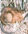 Muskrat