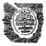 Illustration by A. L. Antonelli