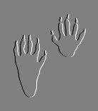 Raccoon Prints!