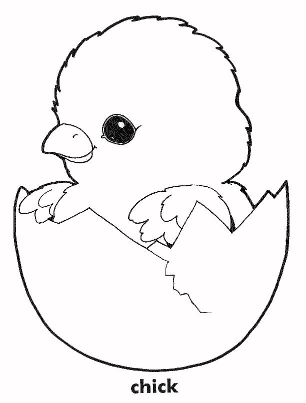 Chick Coloring Pages 1