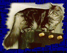 Get a Maine Coon Cat!!