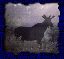 Click here to see where to go to find Moose!