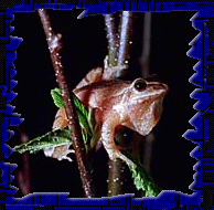 Here's a Peeper Paper!