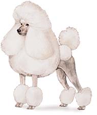 poodle1.jpg
