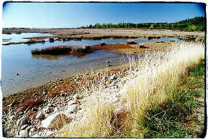 ../danlim_nz/Nelson/9426n05.jpg (60717 bytes)