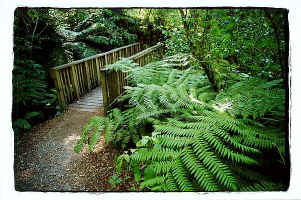 ../danlim_nz/Nelson/9427n30.jpg (67895 bytes)