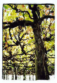 ../danlim_nz/Nelson/9427n35.jpg (68606 bytes)