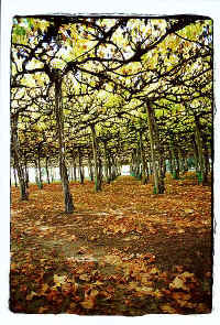 ../danlim_nz/Nelson/9427n36.jpg (80391 bytes)