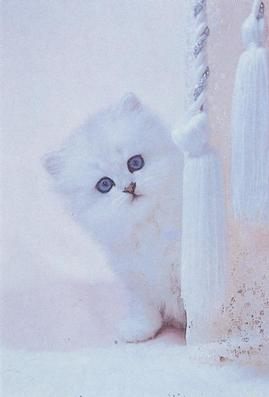 IAmAWhiteKitten