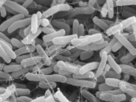Gambar Escherichia coli (E.coli).