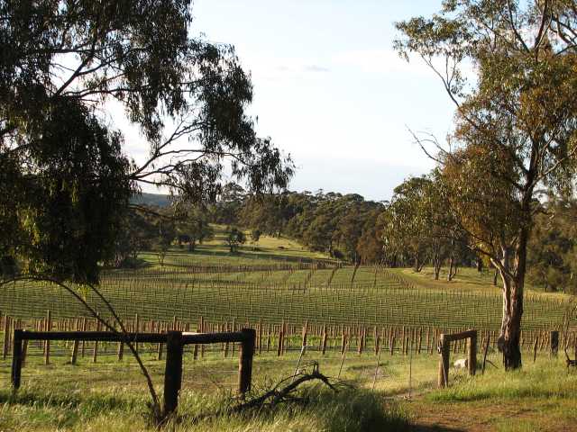 Vineyard