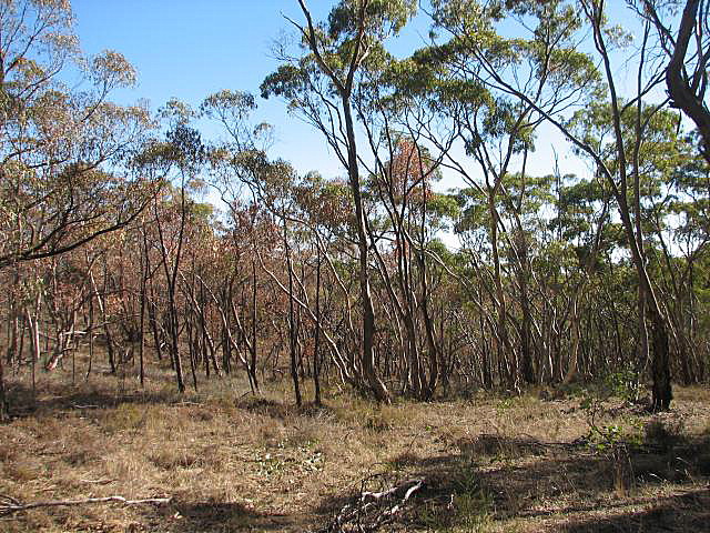 Red stringybark and bluegums