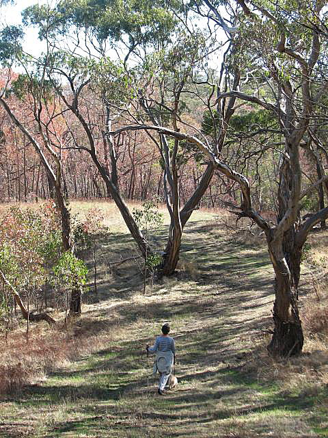 Bluegums and stringybark
