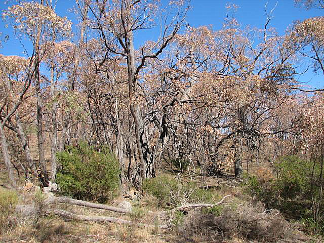 Big stringybark