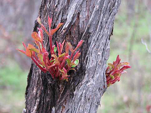 Epicormic growth