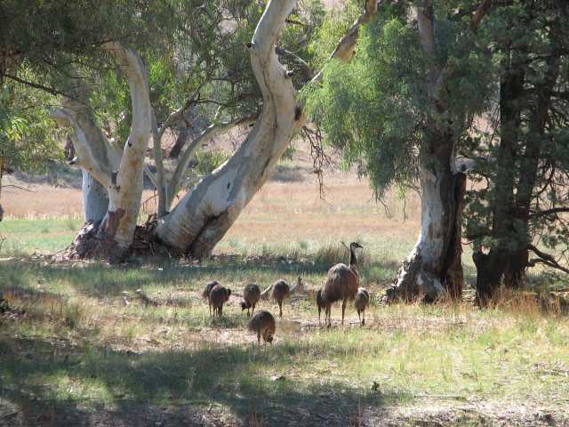 Wilpena Pound area