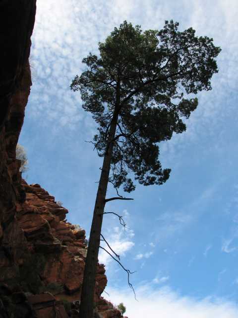 Pine at Rainbow falls