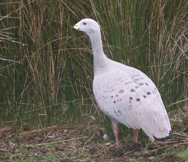 Cape Barron Goose