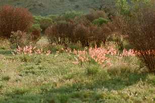 Back-lit grass, Musgrave Ranges, S. Australia
