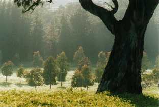 Eucalyptus leucoxylon in forground, E. camaldulensis in middle 
distance, introduced Pinus radiata in background. 
'Elysium', Armagh, in the Clare Valley of South Australia