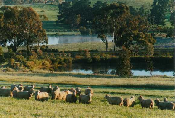 Full dams