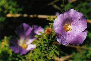 Native hibiscus in a garden at Crystal Brook, S. Australia