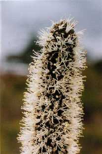 Yacca, close-up of flower-head, Eyre Peninsula