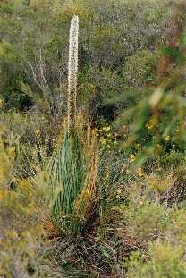 Yacca, Eyre Peninsula