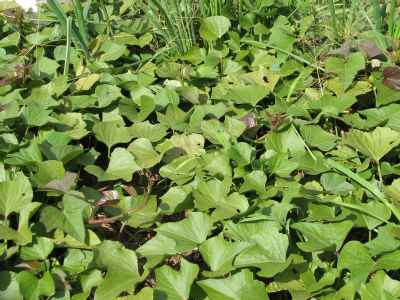 Sweet potato tops