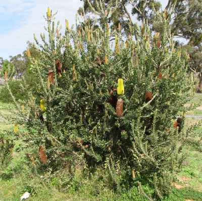 Banksia