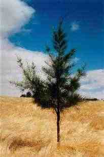 Casuarina stricta
