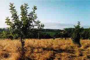 Carob trees at Elysium