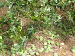 Feijoa fruit