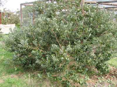 Feijoa tree