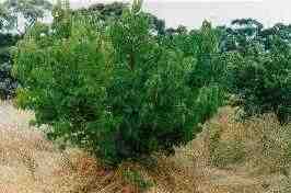 Mulberry tree