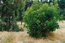 Pecan trees