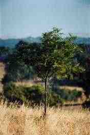 Silky oak