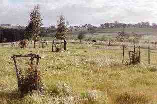 Tree guards at 'Elysium', Armagh, in the Clare Valley,
S. Australia