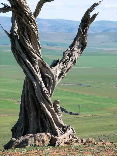 Dead tree