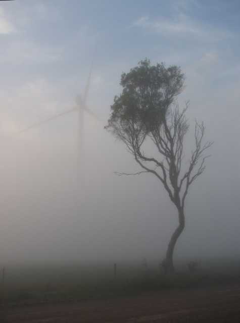 Wind turbine and Melaleuca